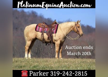 American Quarter Horse, Castrone, 13 Anni, Palomino