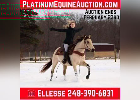 American Quarter Horse, Castrone, 13 Anni, Pelle di daino