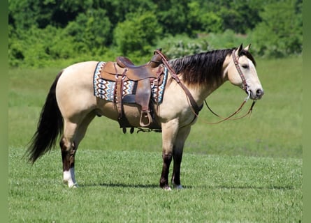 American Quarter Horse, Castrone, 13 Anni, Pelle di daino