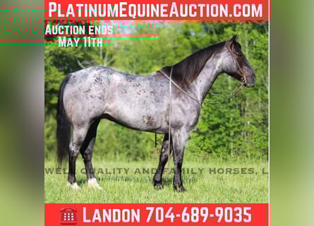 American Quarter Horse, Castrone, 13 Anni, Roano blu