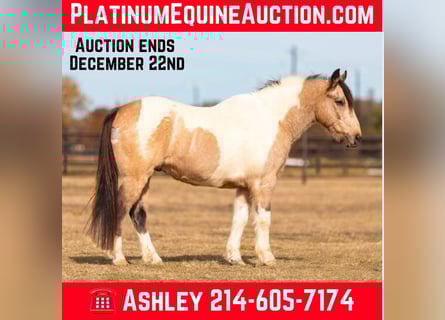 American Quarter Horse, Castrone, 14 Anni, 137 cm, Tobiano-tutti i colori