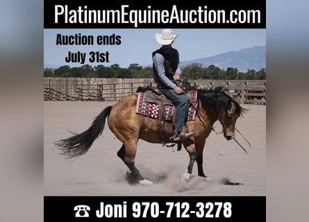 American Quarter Horse, Castrone, 14 Anni, 140 cm, Pelle di daino