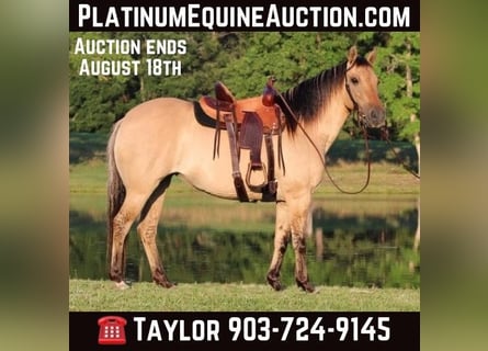 American Quarter Horse, Castrone, 14 Anni, 140 cm, Pelle di daino