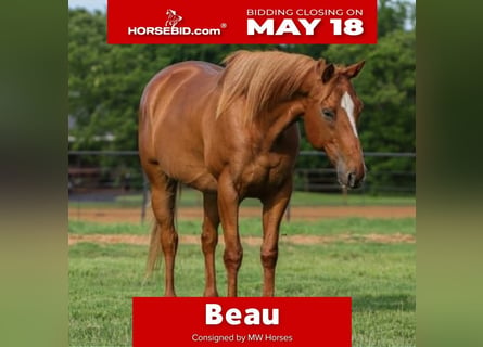 American Quarter Horse Mix, Castrone, 14 Anni, 142 cm, Sauro ciliegia