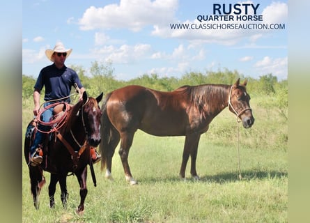 American Quarter Horse, Castrone, 14 Anni, 142 cm, Sauro scuro