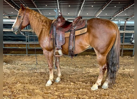 American Quarter Horse, Castrone, 14 Anni, 145 cm, Sauro ciliegia