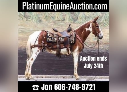 American Quarter Horse, Castrone, 14 Anni, 145 cm, Sauro scuro