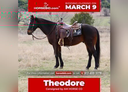 American Quarter Horse, Castrone, 14 Anni, 147 cm, Baio ciliegia