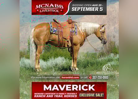 American Quarter Horse, Castrone, 14 Anni, 147 cm, Palomino