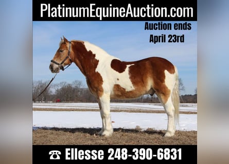 American Quarter Horse, Castrone, 14 Anni, 147 cm, Tobiano-tutti i colori