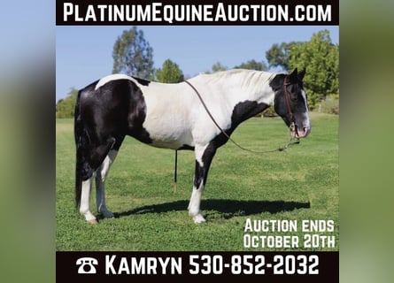 American Quarter Horse, Castrone, 14 Anni, 147 cm, Tobiano-tutti i colori