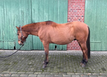 American Quarter Horse, Castrone, 14 Anni, 150 cm