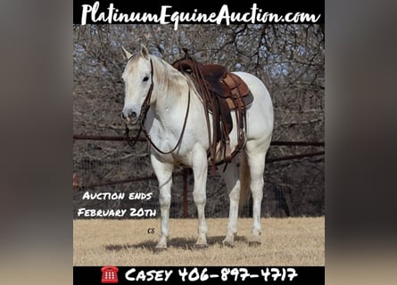 American Quarter Horse, Castrone, 14 Anni, 150 cm, Grigio