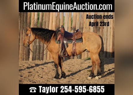 American Quarter Horse, Castrone, 14 Anni, 150 cm, Pelle di daino