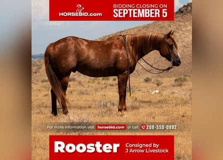 American Quarter Horse, Castrone, 14 Anni, 150 cm, Roano rosso