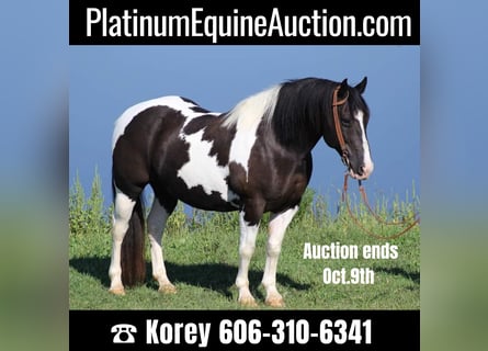 American Quarter Horse, Castrone, 14 Anni, 150 cm, Tobiano-tutti i colori