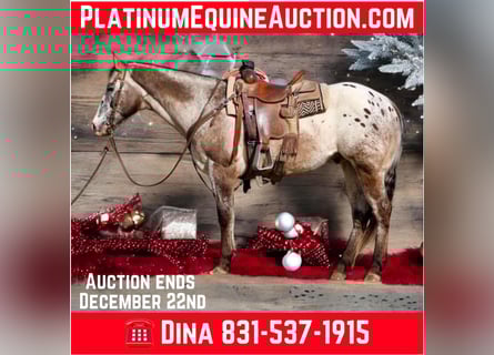 American Quarter Horse, Castrone, 14 Anni, 152 cm, Baio ciliegia