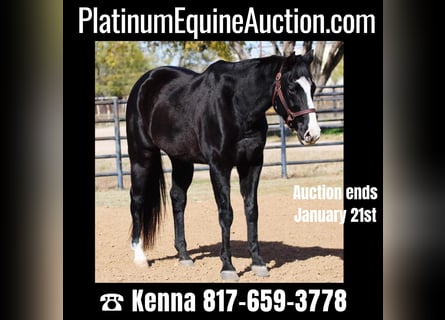 American Quarter Horse, Castrone, 14 Anni, 152 cm, Baio