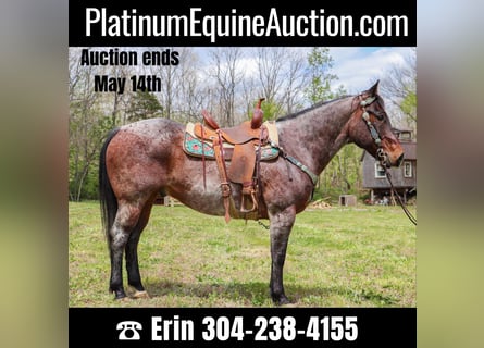 American Quarter Horse, Castrone, 14 Anni, 152 cm, Baio roano