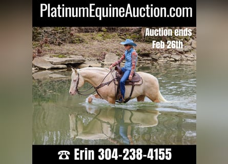 American Quarter Horse, Castrone, 14 Anni, 152 cm, Cremello
