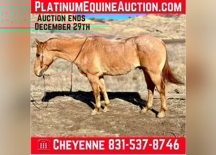 American Quarter Horse, Castrone, 14 Anni, 152 cm, Falbo
