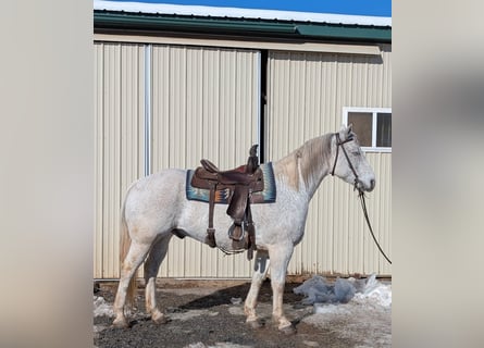 American Quarter Horse, Castrone, 14 Anni, 152 cm, Grigio
