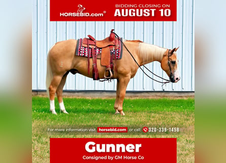 American Quarter Horse, Castrone, 14 Anni, 152 cm, Palomino