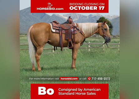 American Quarter Horse Mix, Castrone, 14 Anni, 152 cm, Palomino