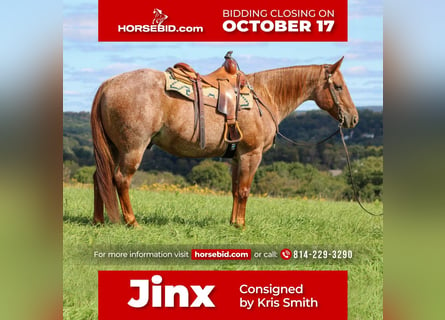 American Quarter Horse Mix, Castrone, 14 Anni, 152 cm, Roano rosso