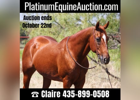American Quarter Horse, Castrone, 14 Anni, 152 cm, Sauro ciliegia