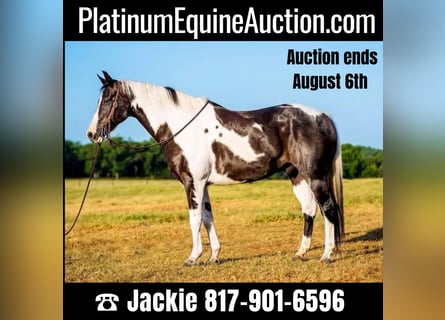 American Quarter Horse, Castrone, 14 Anni, 152 cm, Tobiano-tutti i colori