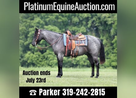 American Quarter Horse, Castrone, 14 Anni, 155 cm, Roano blu