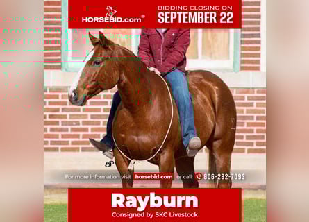 American Quarter Horse, Castrone, 14 Anni, 155 cm, Sauro ciliegia