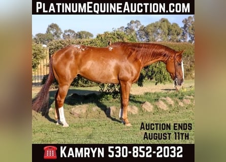 American Quarter Horse, Castrone, 14 Anni, 155 cm, Sauro scuro