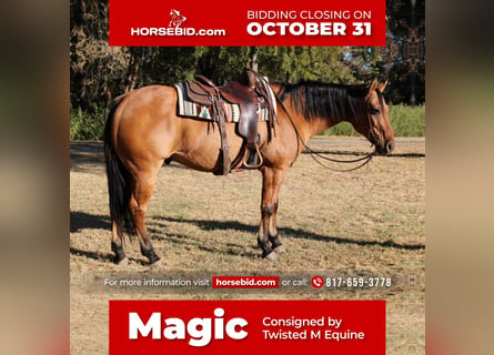 American Quarter Horse, Castrone, 14 Anni, 157 cm, Falbo