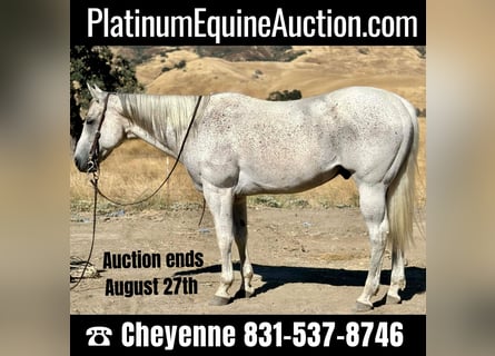 American Quarter Horse, Castrone, 14 Anni, 157 cm, Grigio