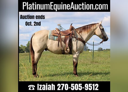 American Quarter Horse, Castrone, 14 Anni, 157 cm, Pelle di daino