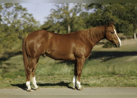 American Quarter Horse, Castrone, 14 Anni, 157 cm, Sauro ciliegia