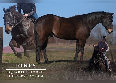 American Quarter Horse, Castrone, 14 Anni, 160 cm, Baio ciliegia