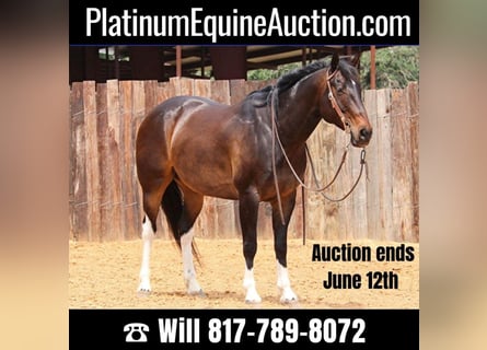 American Quarter Horse, Castrone, 14 Anni, 160 cm, Baio ciliegia