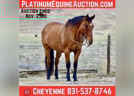 American Quarter Horse, Castrone, 14 Anni, 160 cm, Falbo