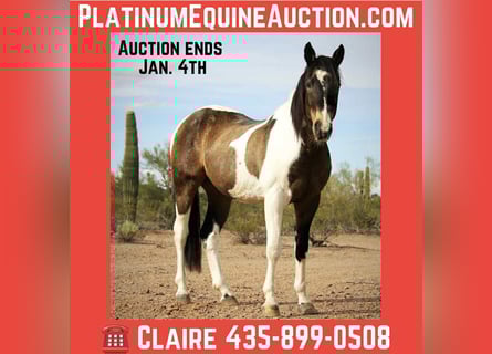 American Quarter Horse, Castrone, 14 Anni, 160 cm, Pelle di daino