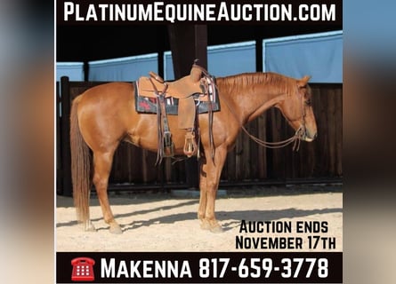 American Quarter Horse, Castrone, 14 Anni, 160 cm, Sauro ciliegia