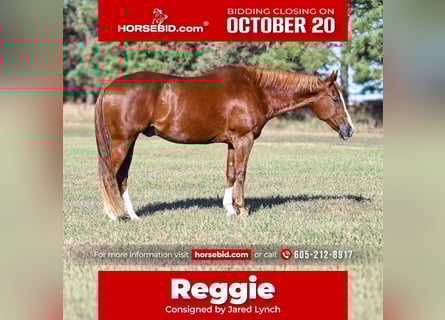 American Quarter Horse, Castrone, 14 Anni, 160 cm, Sauro ciliegia