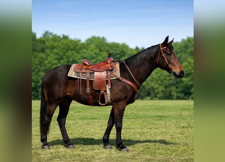 American Quarter Horse, Castrone, 14 Anni, 163 cm, Baio scuro