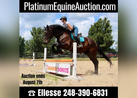 American Quarter Horse, Castrone, 14 Anni, 175 cm, Morello