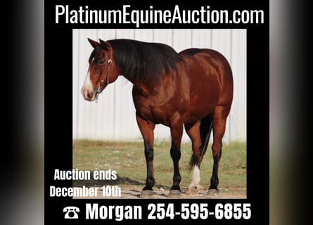 American Quarter Horse, Castrone, 14 Anni, Baio ciliegia