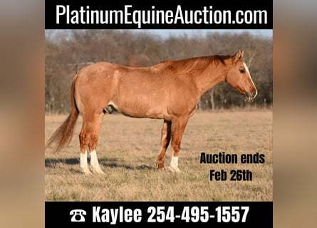 American Quarter Horse, Castrone, 14 Anni, Falbo