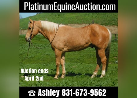 American Quarter Horse, Castrone, 14 Anni, Palomino
