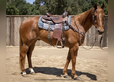 American Quarter Horse, Castrone, 14 Anni, Sauro ciliegia